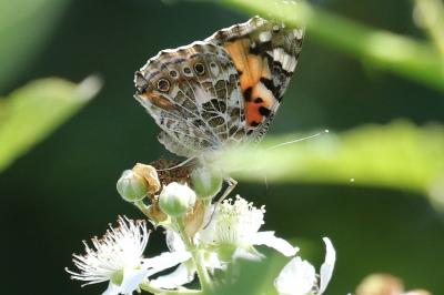 <i>Vanessa cardui</i>
