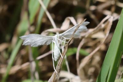 <i>Pterophorus pentadactylus</i>