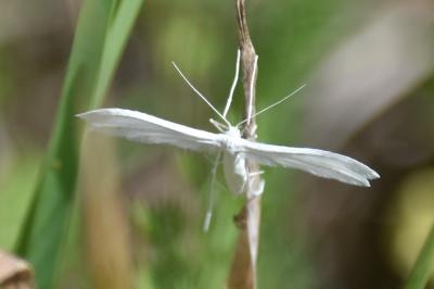 <i>Pterophorus pentadactylus</i>