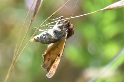 <i>Euclidia glyphica</i>