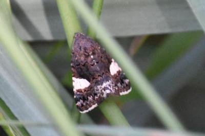<i>Tyta luctuosa</i>