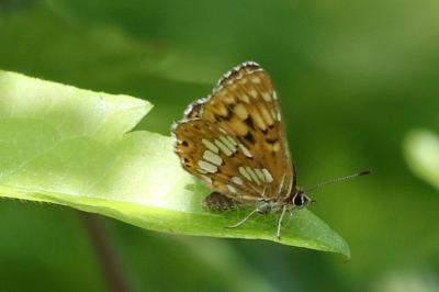 <i>Hamearis lucina</i>