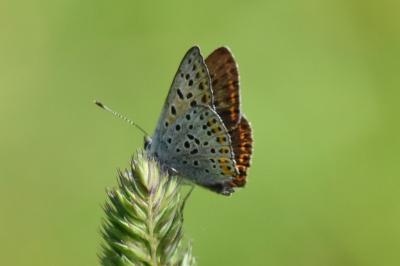 <i>Lycaena tityrus</i>