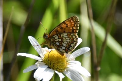 <i>Melitaea athalia</i>
