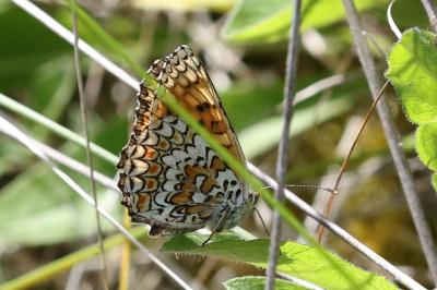 <i>Melitaea phoebe</i>