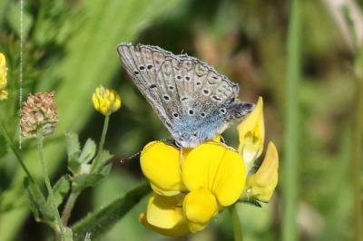 <i>Polyommatus icarus</i>