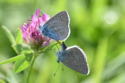 <i>Cyaniris semiargus</i>