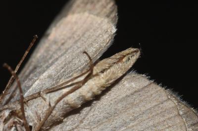 <i>Aplocera plagiata</i>