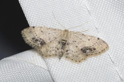 <i>Idaea dimidiata</i>