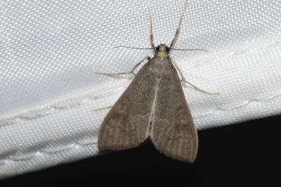 <i>Mecyna asinalis</i>