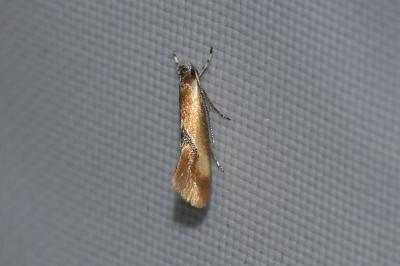 <i>Batia lunaris</i>