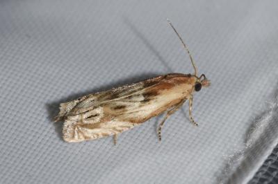 <i>Eucosma cana</i>