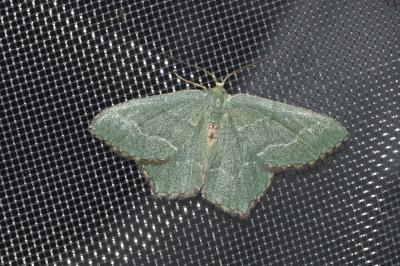 <i>Hemithea aestivaria</i>
