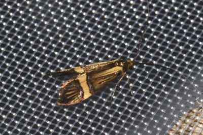 Nemophora degeerella