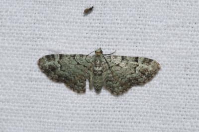 <i>Pasiphila rectangulata</i>
