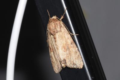 <i>Apamea sublustris</i>