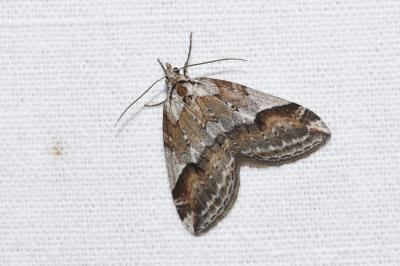 <i>Chesias rufata</i>