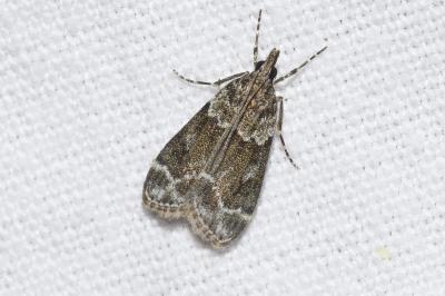 <i>Eudonia mercurella</i>
