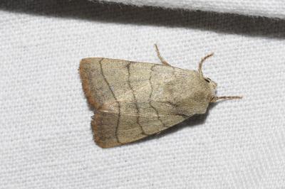 <i>Charanyca trigrammica</i>