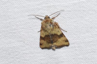 <i>Heliothis viriplaca</i>