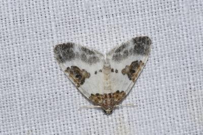 <i>Plemyria rubiginata</i>