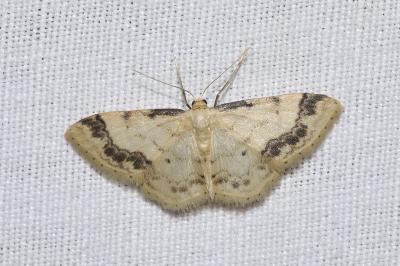 <i>Idaea trigeminata</i>