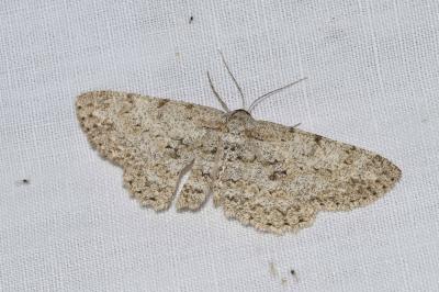 <i>Hypomecis punctinalis</i>