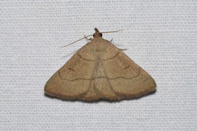 Paracolax tristalis