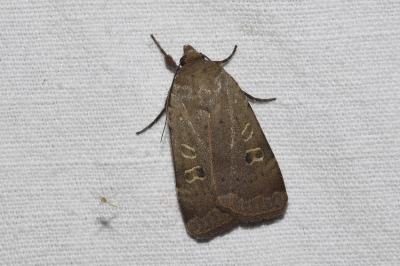 <i>Noctua comes</i>