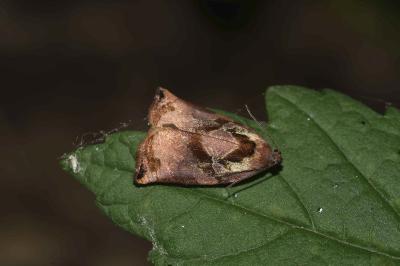 <i>Archips podana</i>