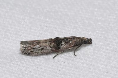 <i>Nephopterix angustella</i>