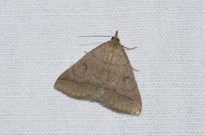 <i>Zanclognatha lunalis</i>
