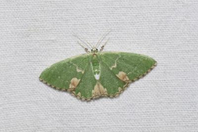<i>Comibaena bajularia</i>
