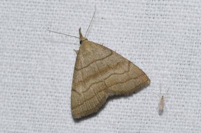 <i>Herminia tarsicrinalis</i>