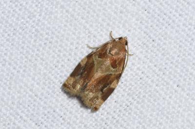 <i>Archips xylosteana</i>