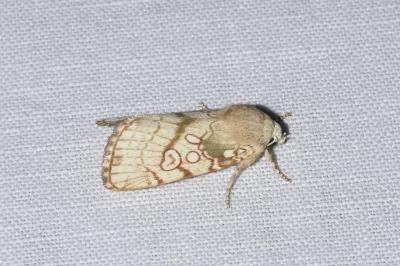 <i>Dicycla oo</i>