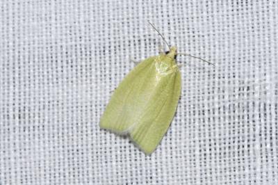<i>Tortrix viridana</i>
