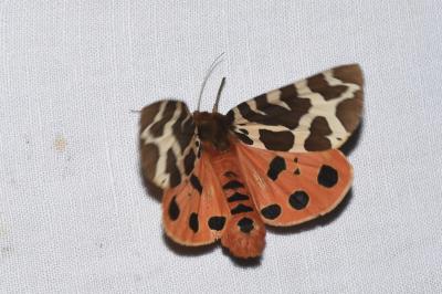 Arctia caja