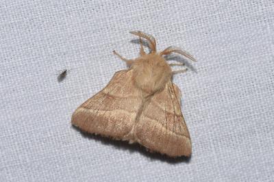 <i>Malacosoma neustria</i>