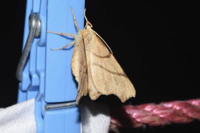 <i>Ennomos erosaria</i>