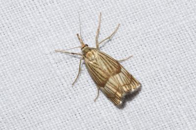 <i>Chrysocrambus linetella</i>