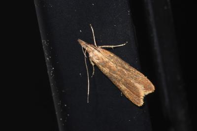 <i>Dichomeris ustalella</i>