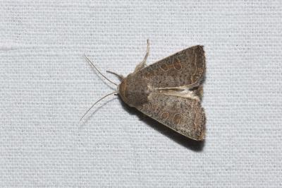 <i>Hoplodrina ambigua</i>