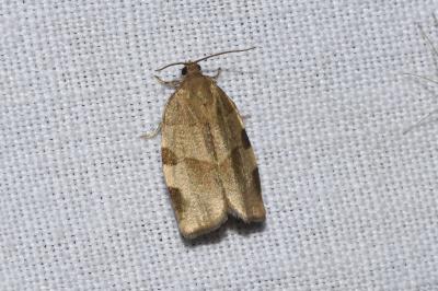 <i>Choristoneura hebenstreitella</i>