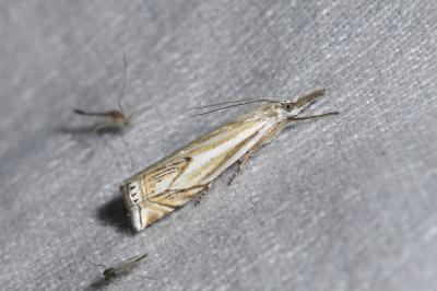 <i>Crambus lathoniellus</i>