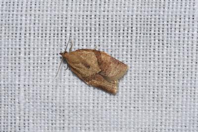 <i>Clepsis consimilana</i>