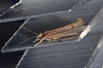 <i>Ypsolopha ustella</i>