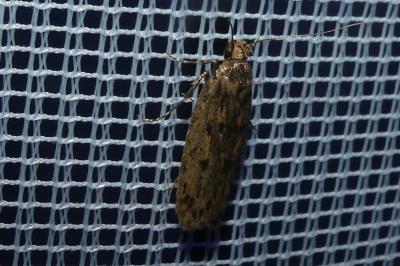 <i>Hofmannophila pseudospretella</i>