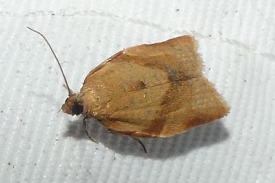<i>Clepsis consimilana</i>