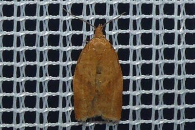 <i>Clepsis consimilana</i>